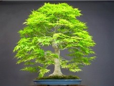 JAPANESE MAPLE  - Acer Palmatum  - Tree BONSAI Garden -10 seeds  - UK