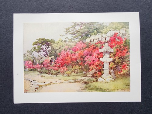 Antique 1908 print azaleas - antique,