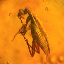 Burmese Amber Fossil: Large