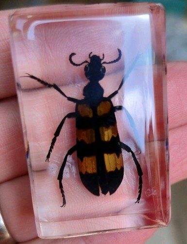 Real blister beetle bug - beetle, insect