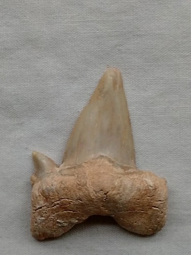 Genuine otodus obliquus - otodus,