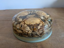 Round vintage real sea crab - crab, +