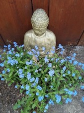 Forget-me-not Blue 4 x Plug Plants. 3 4 2 offer?