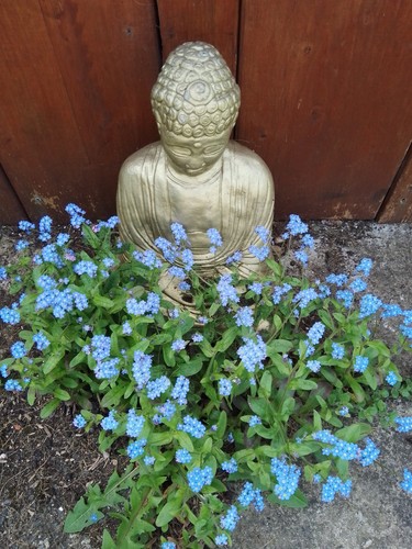 Forget not blue x - forget-me-not, plug