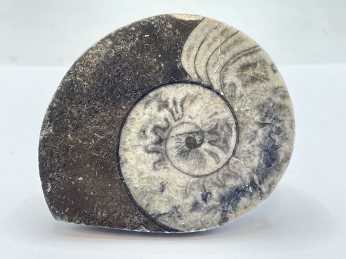 Devonian period 380 million - period,