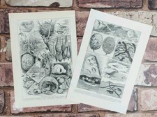 Pair Antique 1920s Birds Ants Animal Nests Nature Book Print Picture Lithographs