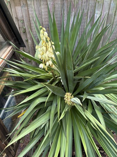 Large yukka plant - large, in