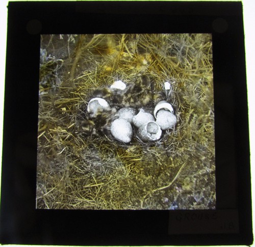Colour glass magic lantern - magic,