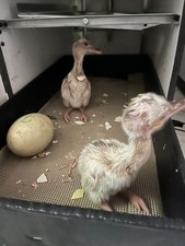 4 Rhea Eggs for Hatching