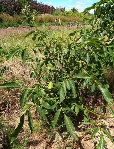 English grown grafted - grown, walnut