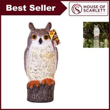 Long eared owl - eared,