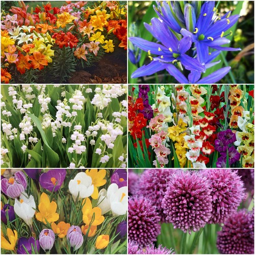 Garden bulbs tuber plant - garden, bulbs,tuber,plant