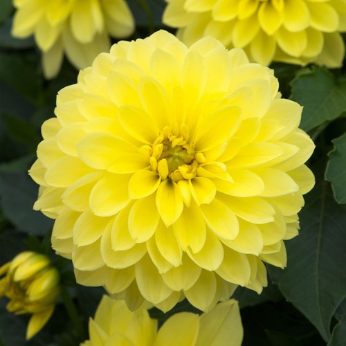 Dahlia dalina maxi sonora - dahlia,