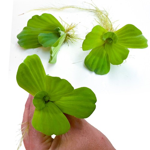 Medium water lettuce - medium,