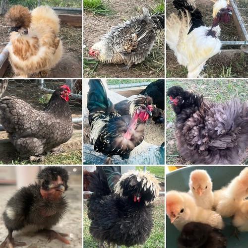 Assorted bantam - 🐣12+,