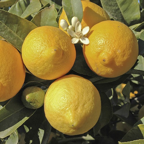 Citrus fruit trees - citrus, trees,