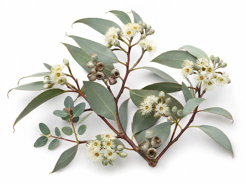 Tasmanian snow gum tree seeds - tasmanian,
