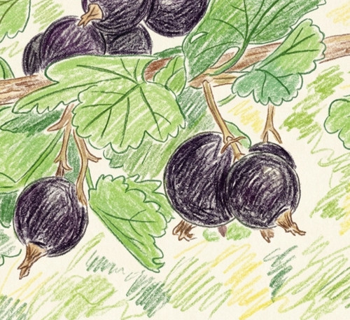 Jostaberry fruit berry - jostaberry,,