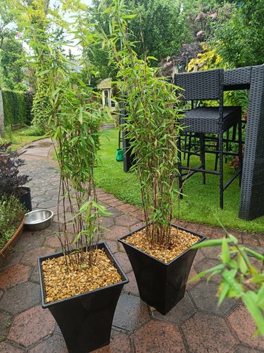Black pearl ornamental bamboo - ornamental,