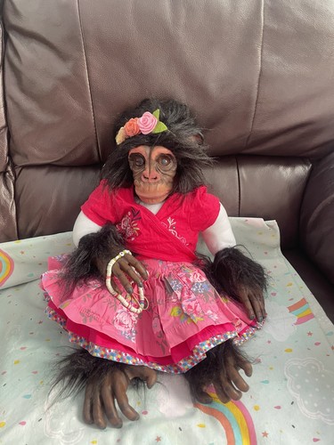 Gorgeous chimpanzee monkey - chimpanzee,