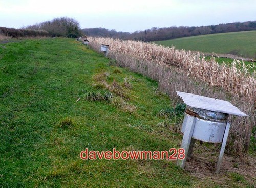 Photo pheasant feeders near - photo,