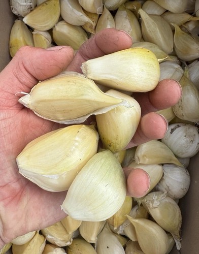 Elephant garlic cloves - garlic,