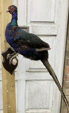 Taxidermy melanistic mutant - taxidermy,