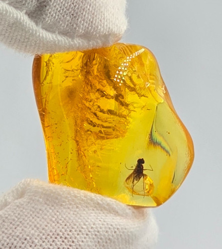 Genuine baltic amber fossil - baltic,