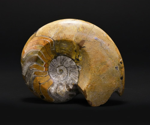 Goniatite fossil polished - goniatite,
