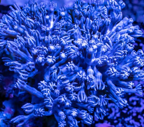 Live true blue pulsing - blue,