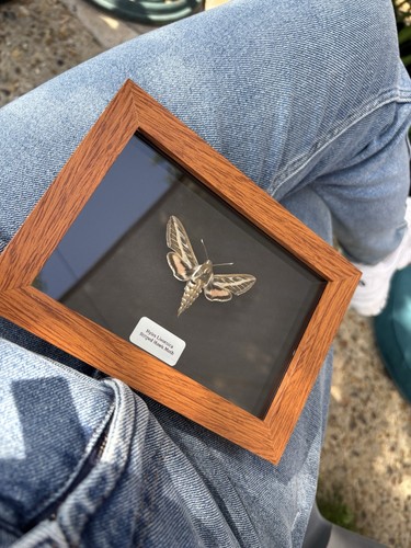 Striped hawk moth hyles - -,
