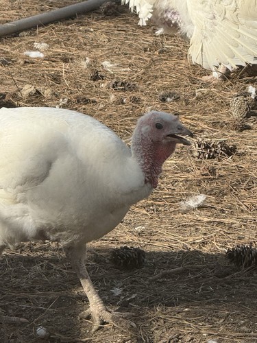 Hatching fertile turkey - 4,