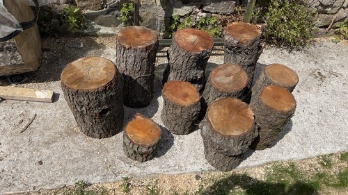 Rare redwood tree - redwood,