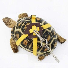 Pet tortoise turtle - pet,