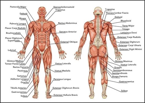 Human muscle anatomy chart - anatomy,