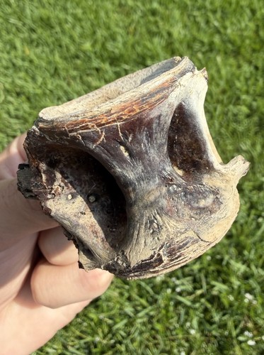 Fossil fish vertebrae from - vertebrae,