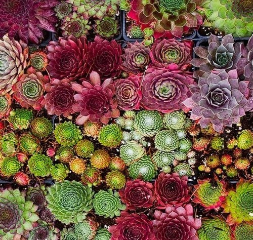Sempervivum mix 100 seeds - |, 100+seeds