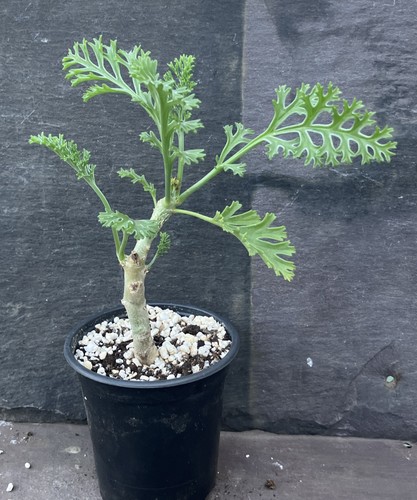 Pelargonium carnosum caudex - pelargonium,