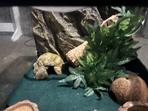 Habistat leopard gecko - gecko, starter