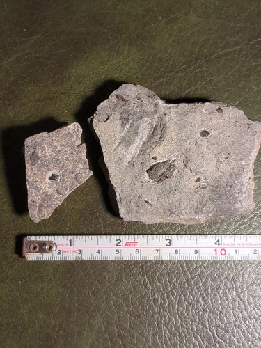 Fossil fish bones - bones, and