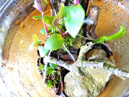 Mini terrarium kit - 🌱,