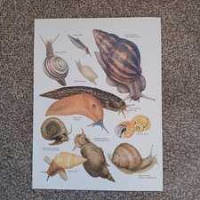 Gastropoda mollusc snails - gastropoda,