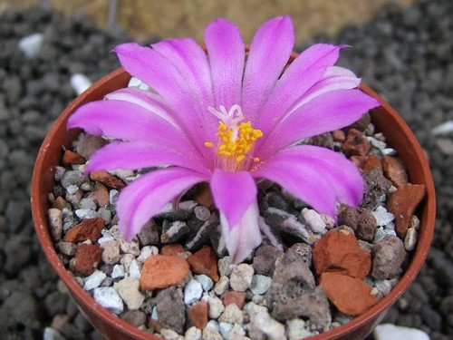 4g5 ariocarpus kotschoubeyanus - 4g5,