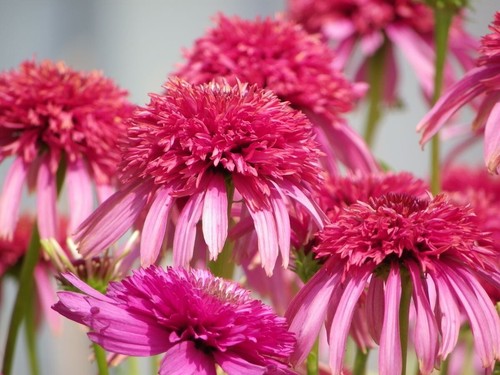 Echinacea guava ice - 3x,
