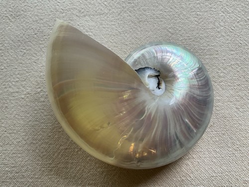 Pearlized nautilus seashell - pearlized,