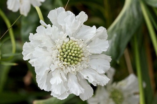 Pack scabiosa - x6,