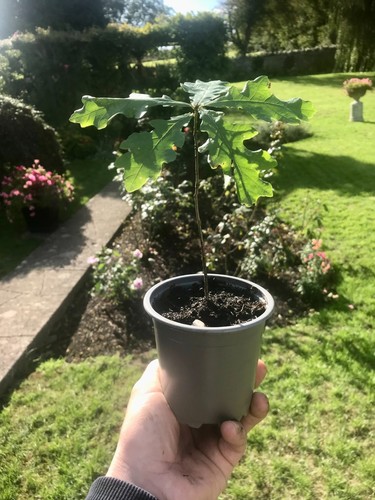 Oak tree saplings 20cm tall - saplings, 10-20cm