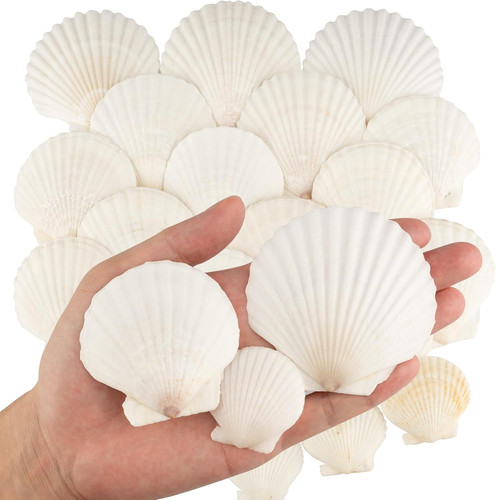 30pcs sea shells - sea, 3