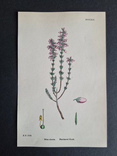 Antique 1873 print english - 1873,