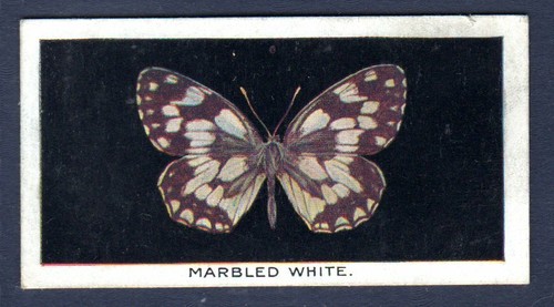 Marbled white original - -,